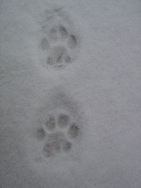 34 Top Photos Fisher Cat Tracks In Deep Snow : Animal Tracks - Door County Pulse