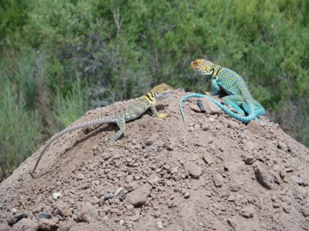 Collared lizards at Nancy Patterson Village. Photo by Gerald Trainor.